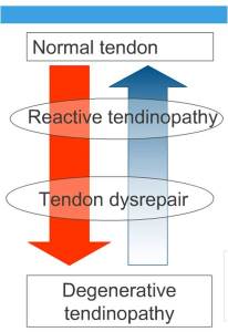 Continuum of tendon pathology